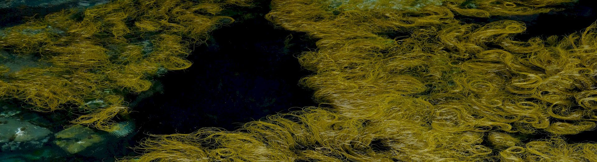 Faucardage et entretien