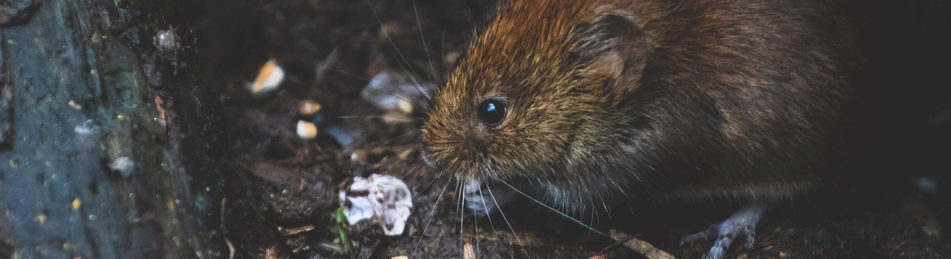 Lutte contre les nuisibles